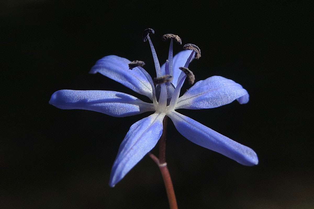 Zweiblättriger Blaustern (Scilla bifolia), (c) Wolfgang Katz/NABU-naturgucker.de