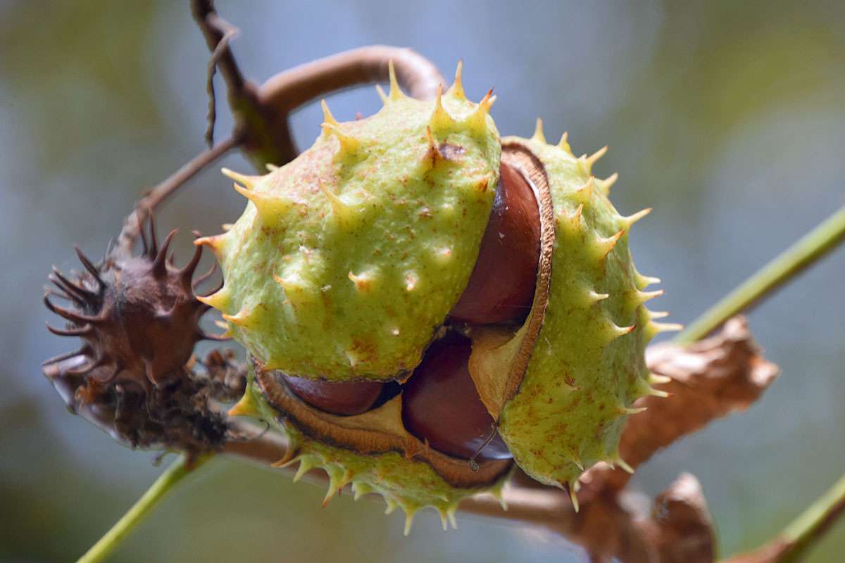 Reife Frucht der Gewöhnlichen Rosskastanie (Aesculus hippocastanum), (c) Friederike Kühne/NABU-naturgucker.de