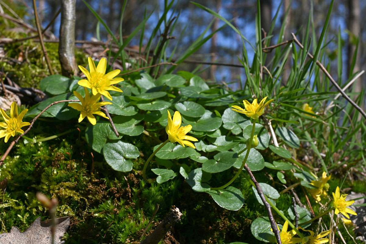Scharbockskraut (Ranunculus ficaria), (c) Hans Schwarting/NABU-naturgucker.de