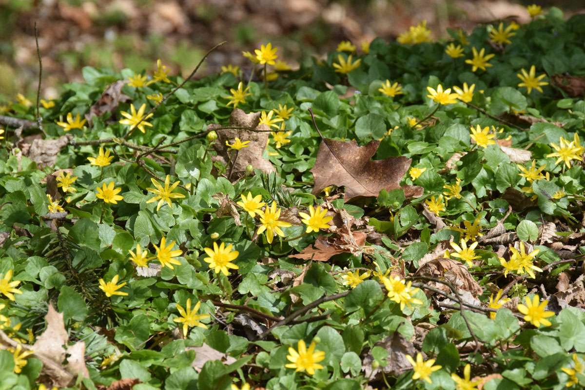 Scharbockskraut (Ranunculus ficaria), (c) Susanne Kiliani/NABU-naturgucker.de