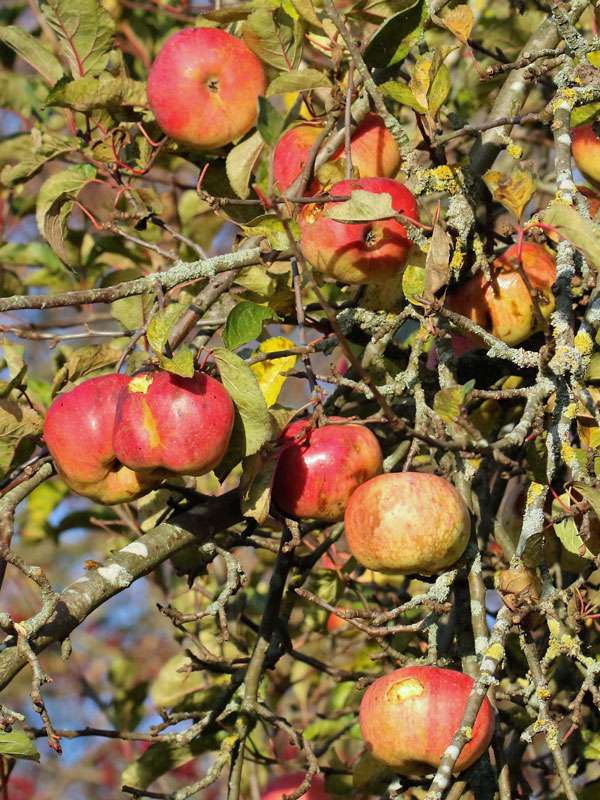 Kultur-Apfel (Malus domestica) im Herbst, (c) Ronny Hartwich/NABU-naturgucker.de