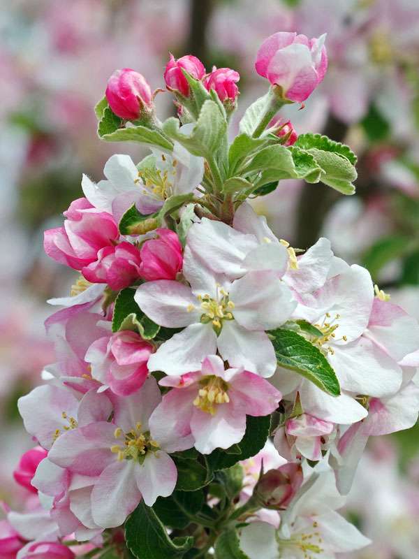 Blüten des Kultur-Apfels, (c) Werner Knoth/NABU-naturgucker.de