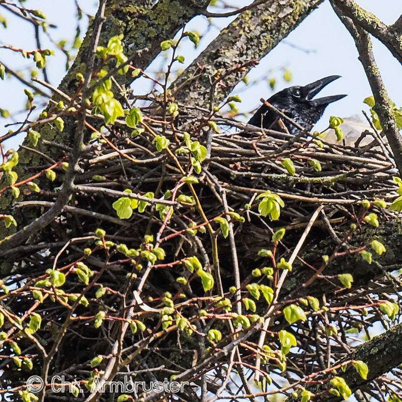 Rabenkrähe auf ihrem Nest, (c) Christoph Armbruster/NABU-naturgucker.de