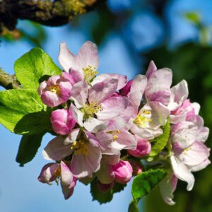 Blüten des Kultur-Apfels, (c) Hubertus Schwarzentraub/NABU-naturgucker.de