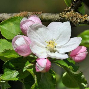 Blüte des Kultur-Apfels, (c) Rolf Jantz/NABU-naturgucker.de