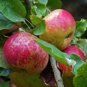 Früchte des Kultur-Apfels (Der Schöne aus Boskoop), (c) Hubertus Schwarzentraub/NABU-naturgucker.de
