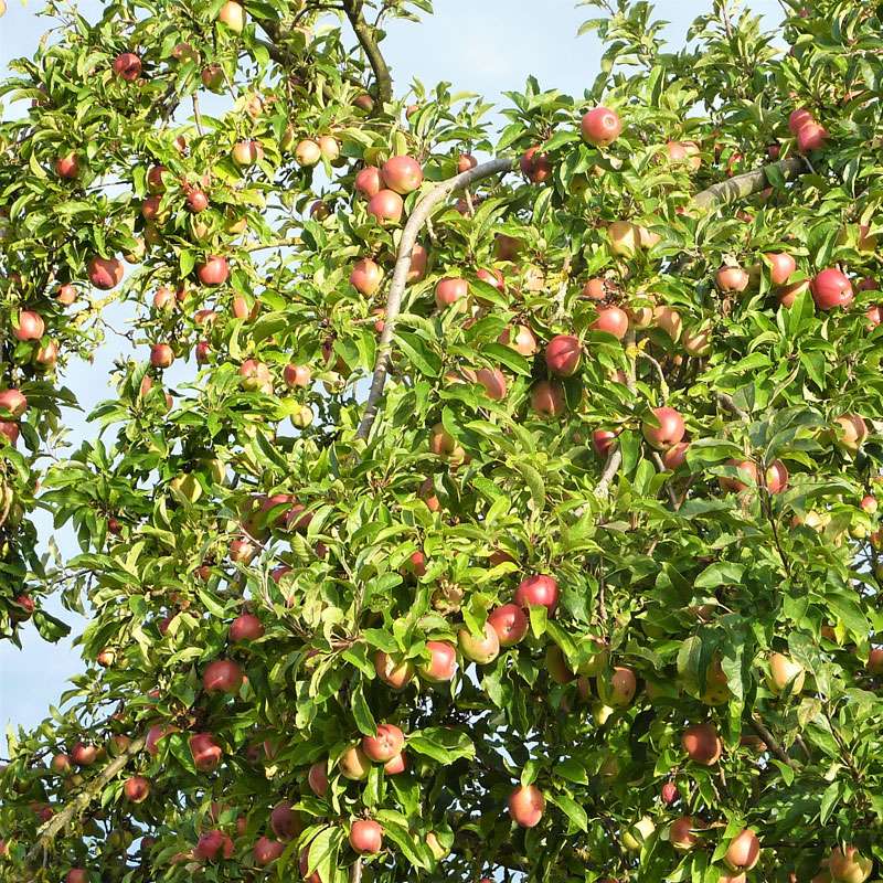 Früchte des Kultur-Apfels (Roter Eiserapfel), (c) Lothar Fassnacht/NABU-naturgucker.de