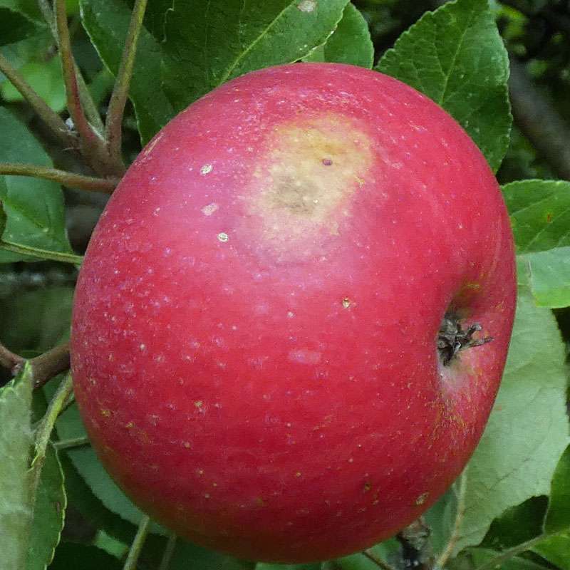Frucht des Kultur-Apfels, (c) Michael Kunde/NABU-naturgucker.de