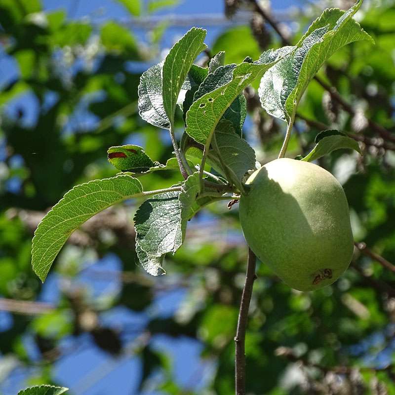 Frucht des Kultur-Apfels (Winterglockenapfel), (c) Rainer Ziebarth/NABU-naturgucker.de