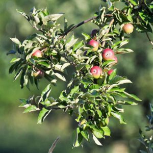 Früchte des Kultur-Apfels, (c) Rolf Jantz/NABU-naturgucker.de