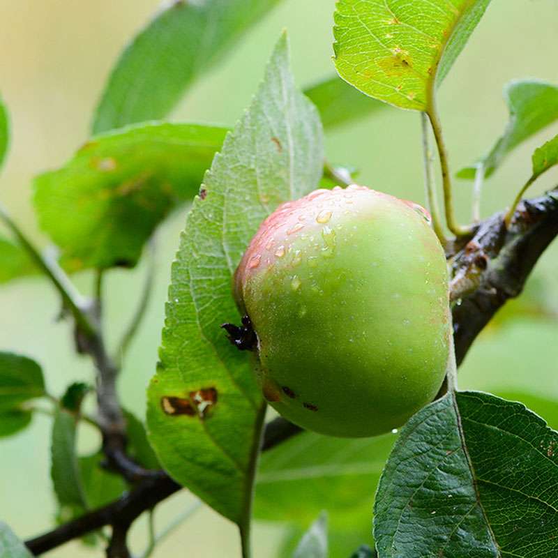 Frucht des Kultur-Apfels, (c) Stella Mielke/NABU-naturgucker.de
