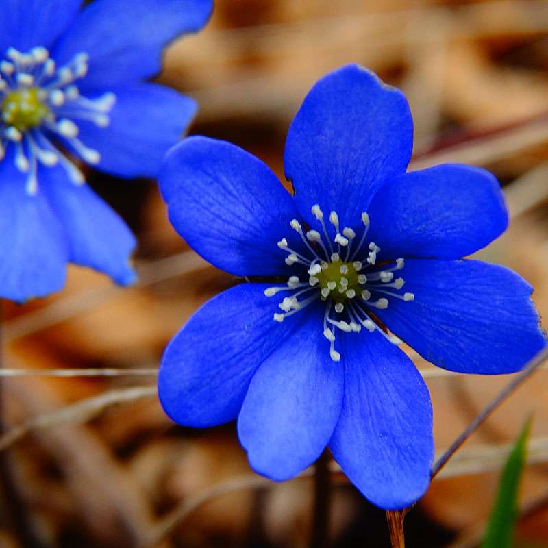 Blau blühendes Leberblümchen, (c) Manuela Vierke/NABU-naturgucker.de