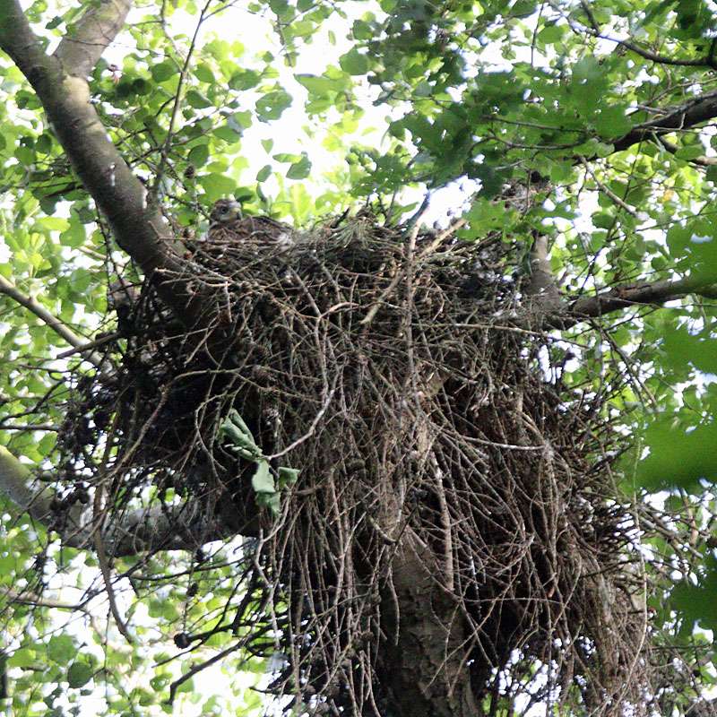 Nest eines Mäusebussards mit einem Jungvogel, (c) Marcus Döhring/NABU-naturgucker.de