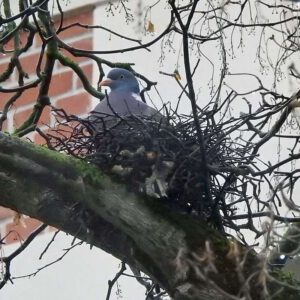 Ringeltaube auf ihrem Nest, (c) Beatrice Jeschke/NABU-naturgucker.de