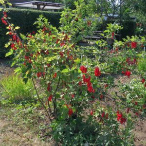 Rote Garten-Johannisbeere mit reifen Früchten, (c) Harald Schnöde/NABU-naturgucker.de