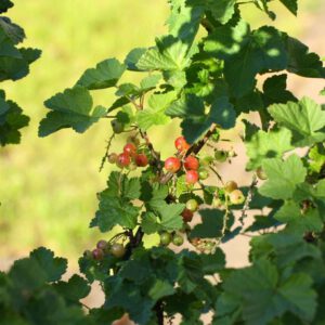 Rote Garten-Johannisbeere mit reifenden Früchten, (c) Helmut Schmidt/NABU-naturgucker.de