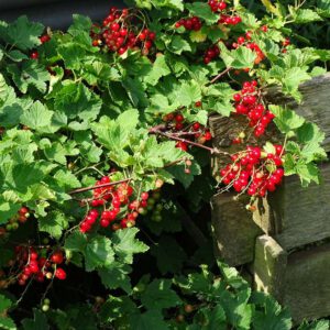 Rote Garten-Johannisbeere mit reifen Früchten, (c) Manuela Vierke/NABU-naturgucker.de
