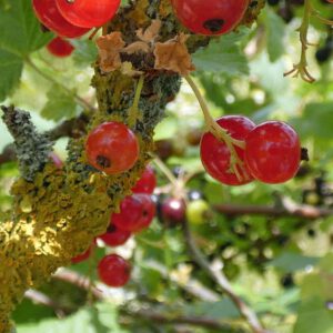 Rote Garten-Johannisbeere mit reifen Früchten, (c) Michael Kunde/NABU-naturgucker.de