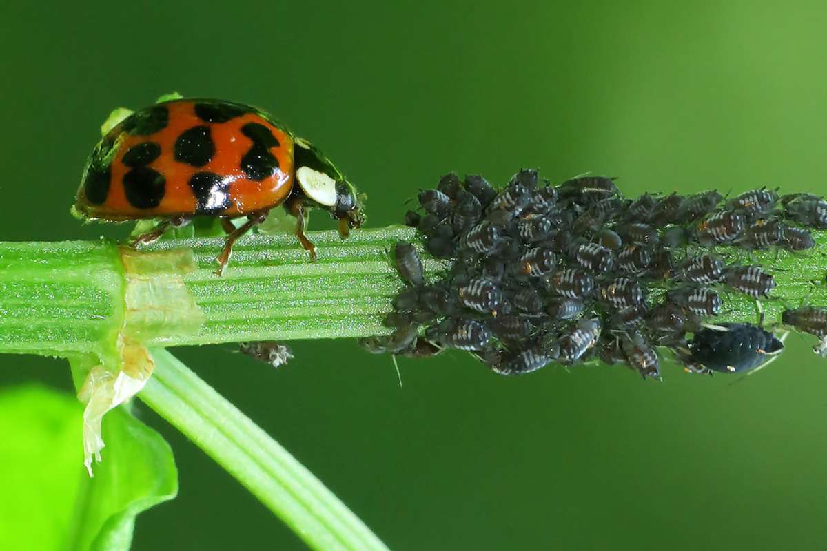Ein Asiatischer Marienkäfer nähert sich seiner Beute – die Blattläuse haben ihm nichts entgegenzusetzen. (c) Gerwin Bärecke/NABU-naturgucker.de