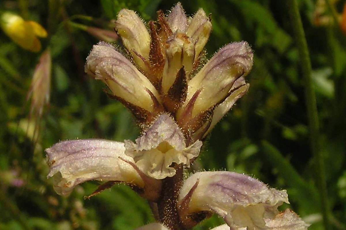Die Gezähnelte Sommerwurz parasitiert andere Pflanzenarten wie z. B. Sonnenblumen oder Futterwicken und bedient sich der Nährstoffe, die in ihnen zirkulieren. (c) Wolfgang Katz/NABU-naturgucker.de