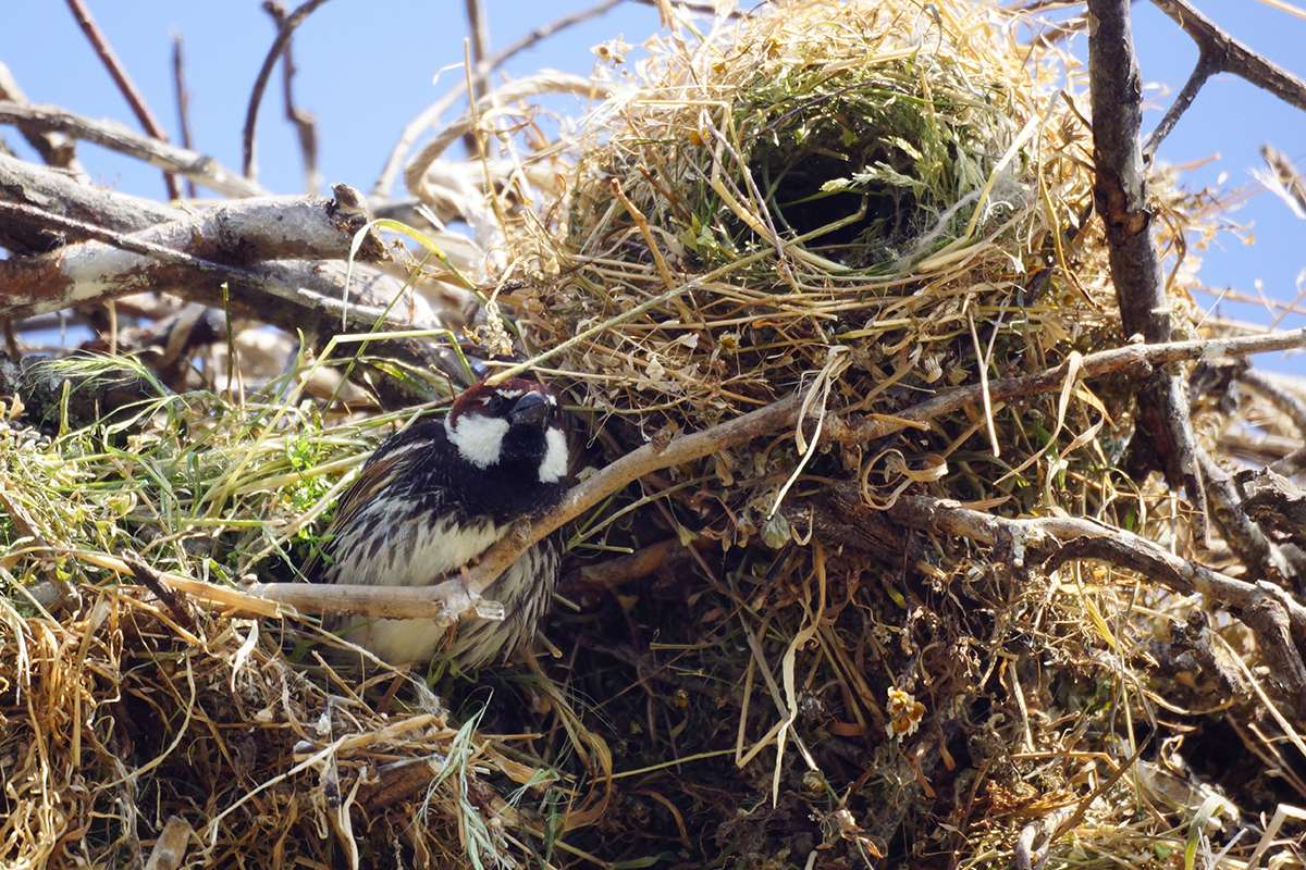 Weidensperlinge bauen ihre Nester gern an der Basis von Weißstorchennestern und sind somit Nutznießer der Bautätigkeit der großen Schreitvögel. (c) Gaby Schulemann-Maier/NABU-naturgucker.de