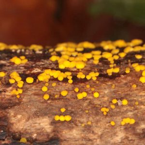 Einer der Funde der Pilzexkursion: Gelbes Reisigbecherchen, (c) Volkmar Nix