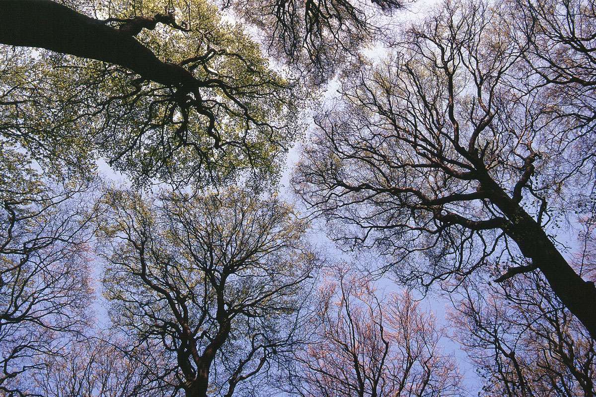 Bäume im Kalkbuchenwald halten respektvoll Abstand, (c) Gerwin Bärecke/NABU-naturgucker.de