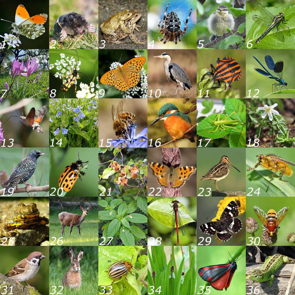 Übersicht der 36 Artfotos aus der Studie arten|pisa 2019