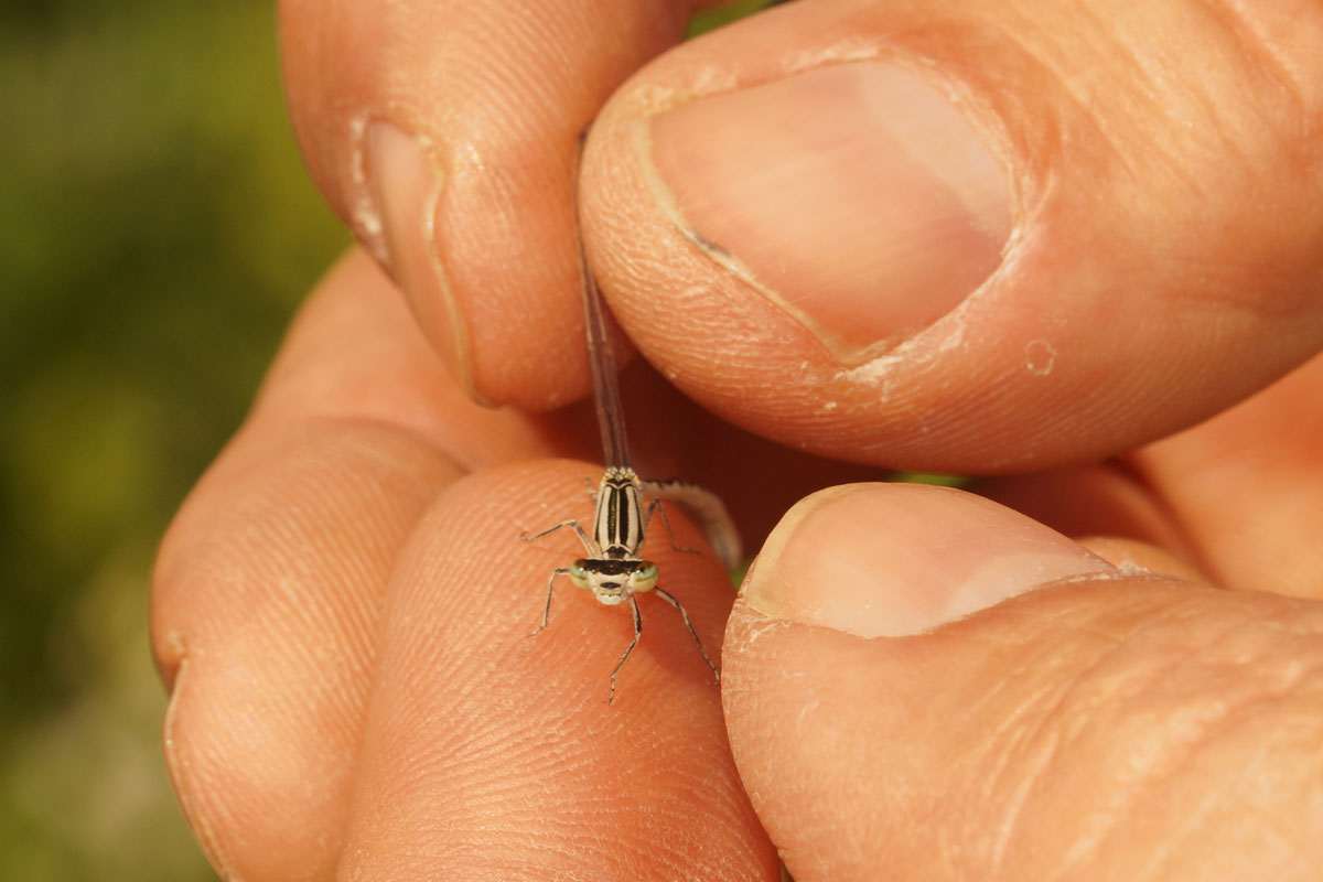 Ein Experte betrachtet eine bei der Arteninventur gefangene Libelle, (c) Gaby Schulemann-Maier