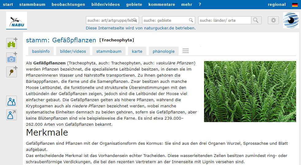 Lexikonbeitrag in einem Porträt eines Stammes auf NABU-naturgucker.de