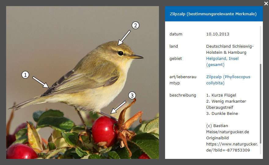 Beispiel für ein ‚Pfeilbild‘ auf NABU-naturgucker.de