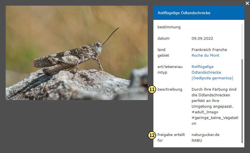 Weitere Detailangaben zu einem Bild auf NABU-naturgucker.de