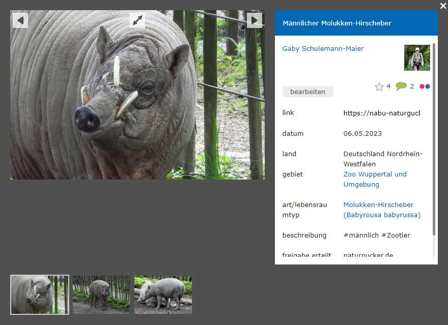 Beispiel für eine Aufnahme eines Zootiers; zu dieser Art gab es zuvor noch keine Fotos auf NABU-naturgucker.de