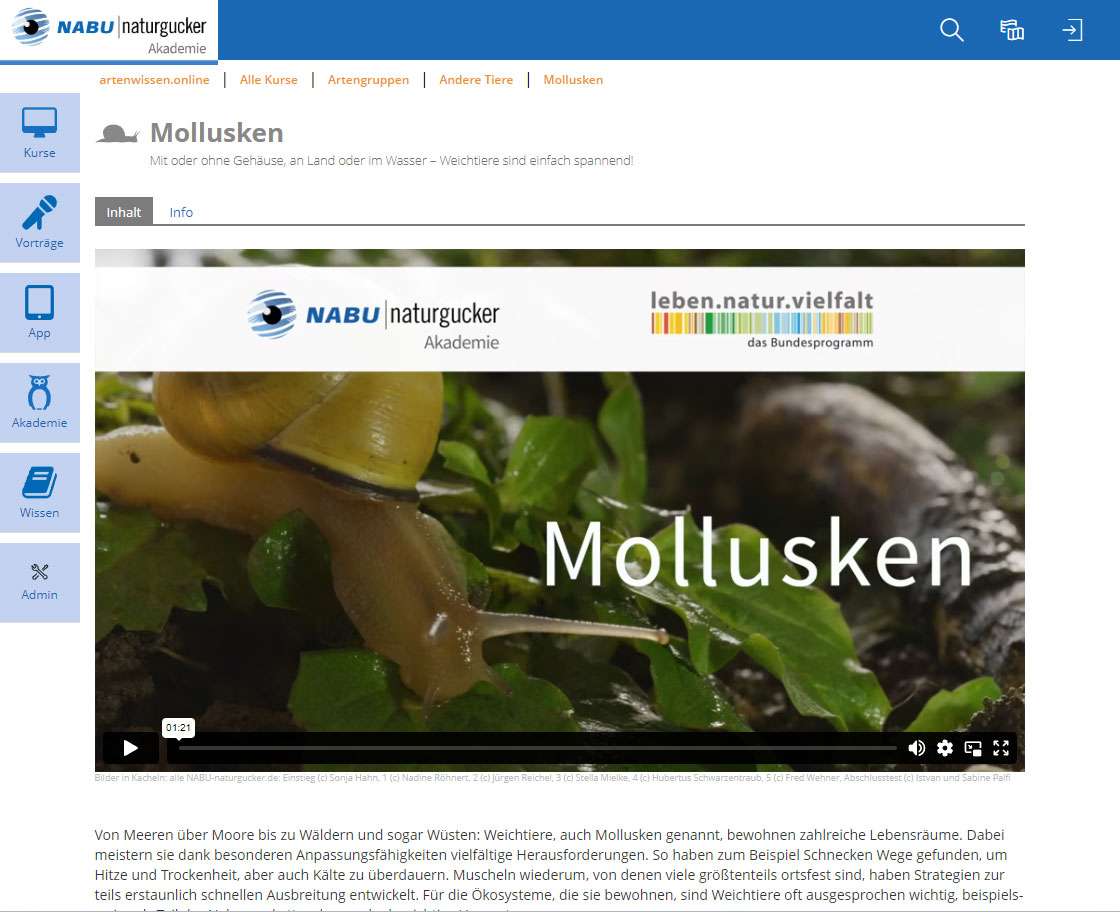 Lernthema Mollusken der NABU|naturgucker-Akademie