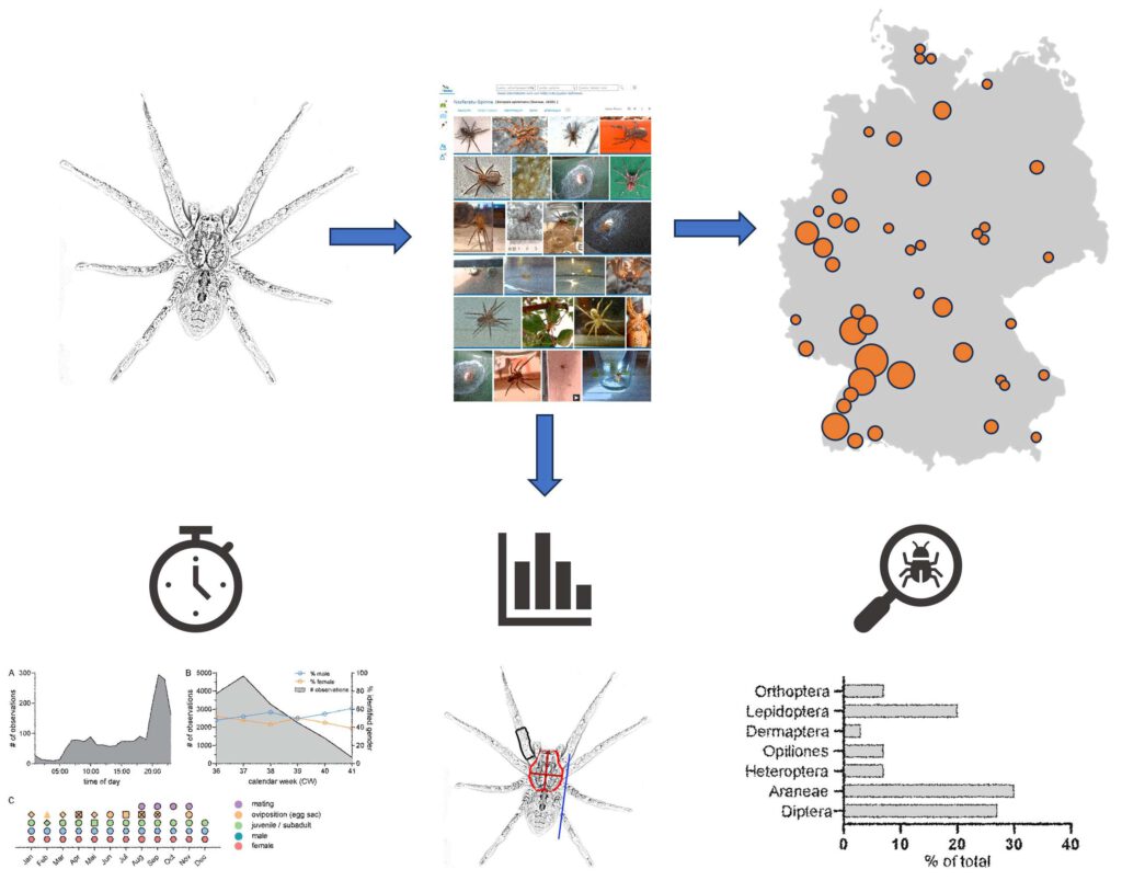Erkenntnisse aus unserer Erforschung der Nosferatu-Spinne in Deutschland