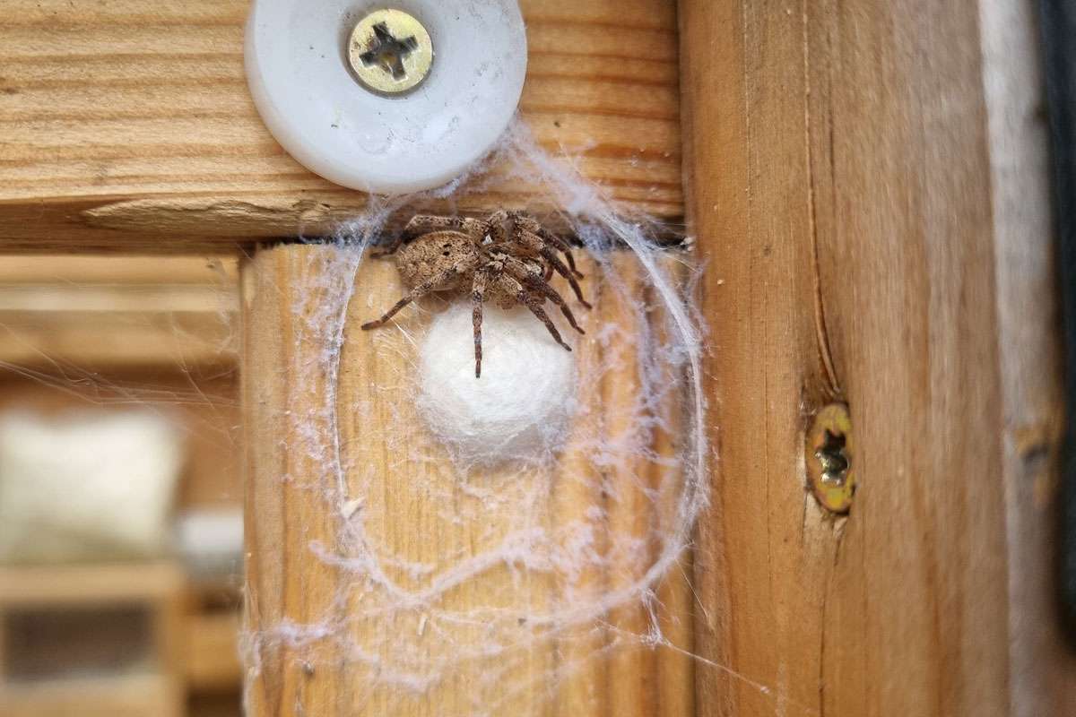 Weibliche Nosferatu-Spinne bewacht ihren Ei-Kokon, (c) Andreas Ober/NABU-naturgucker.de