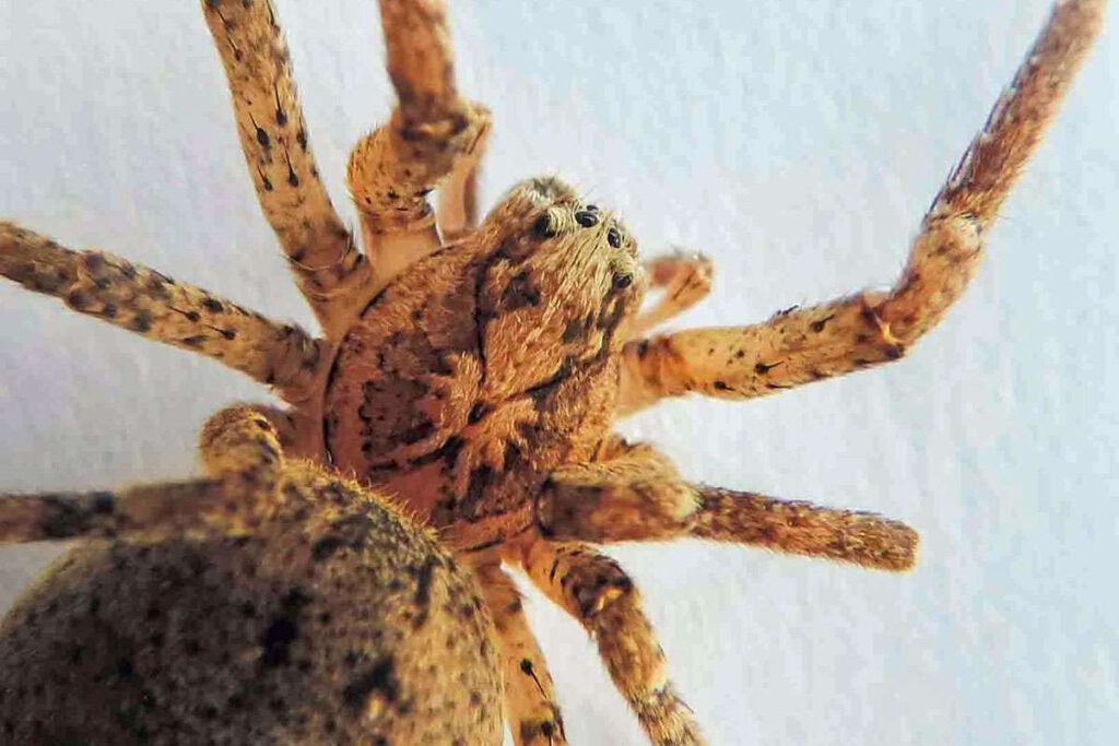 Mit ein wenig Fantasie ist das Nosferatu-Gesicht auf dieser Spinne zu erkennen, (c) Dietmar Welte/NABU-naturgucker.de