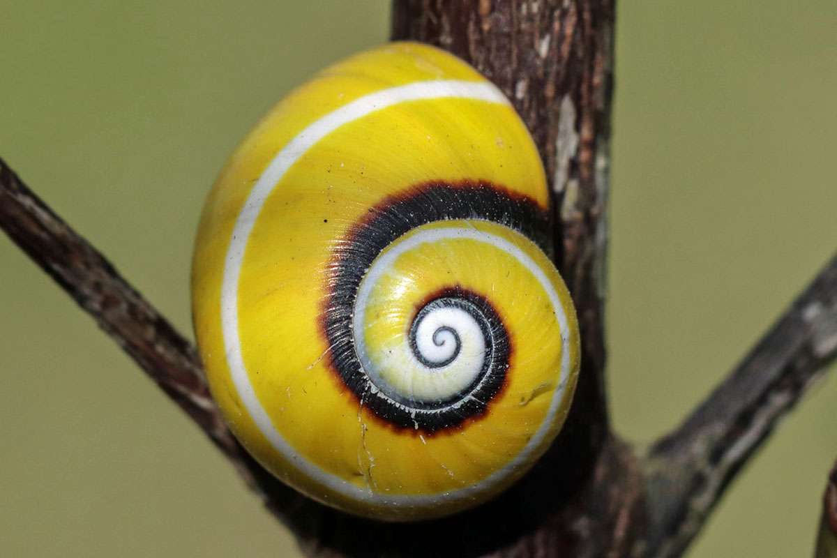Farbenfrohes Spiralmuster: Kubanische Buntschnecke (Polymita picta), (c) Andreas Schäfferling/NABU-naturgucker.de