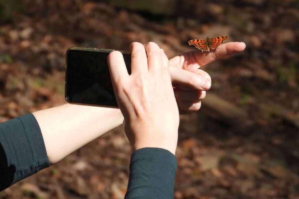 Hier wird eine Sichtung für das Monitoring ‚Frühe Falter‘ dokumentiert – und der Schmetterling kam sogar selbst zur Beobachterin, (c) Petra Schröder