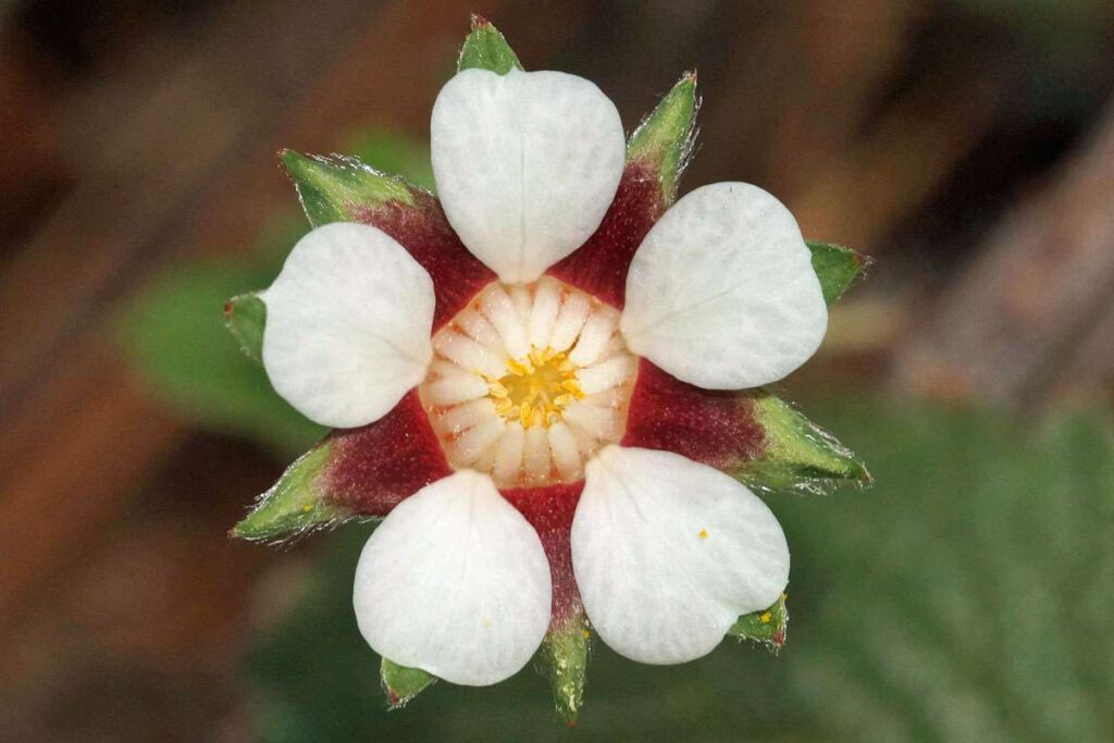 5 – 10 – 20: Die Blüte des Kleinblütigen Fingerkrauts (Potentilla micrantha) zeigt viel Symmetrie, (c) Gaby Schulemann-Maier/NABU-naturgucker.de