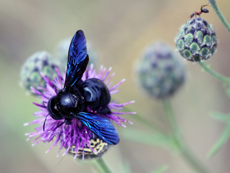 Prächtiger Blütengast: eine Blaue Holzbiene, © Jens Winter/NABU-naturgucker.de