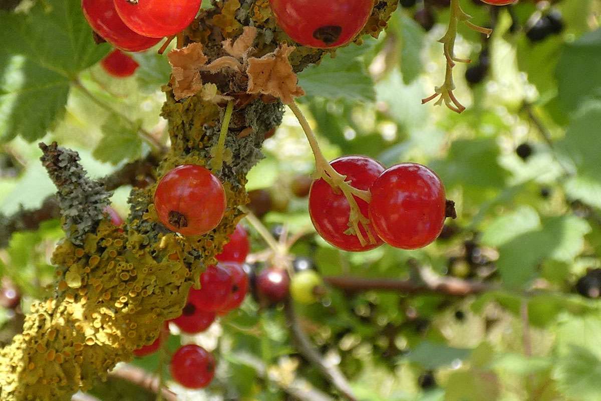Rote Garten-Johannisbeere (Ribes rubrum var. domesticum), (c) Michael Kunde/NABU-naturgucker.de