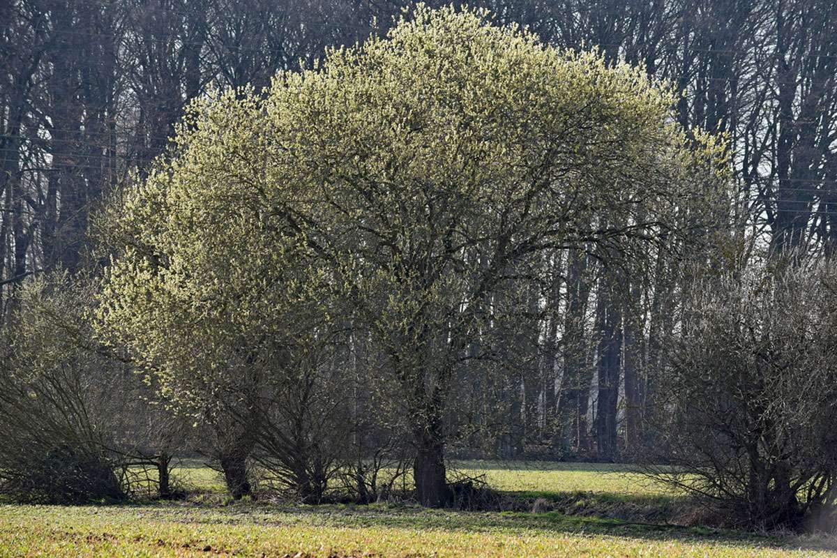 Sal-Weide (Salix caprea), (c) Petra Strodtholz/NABU-naturgucker.de