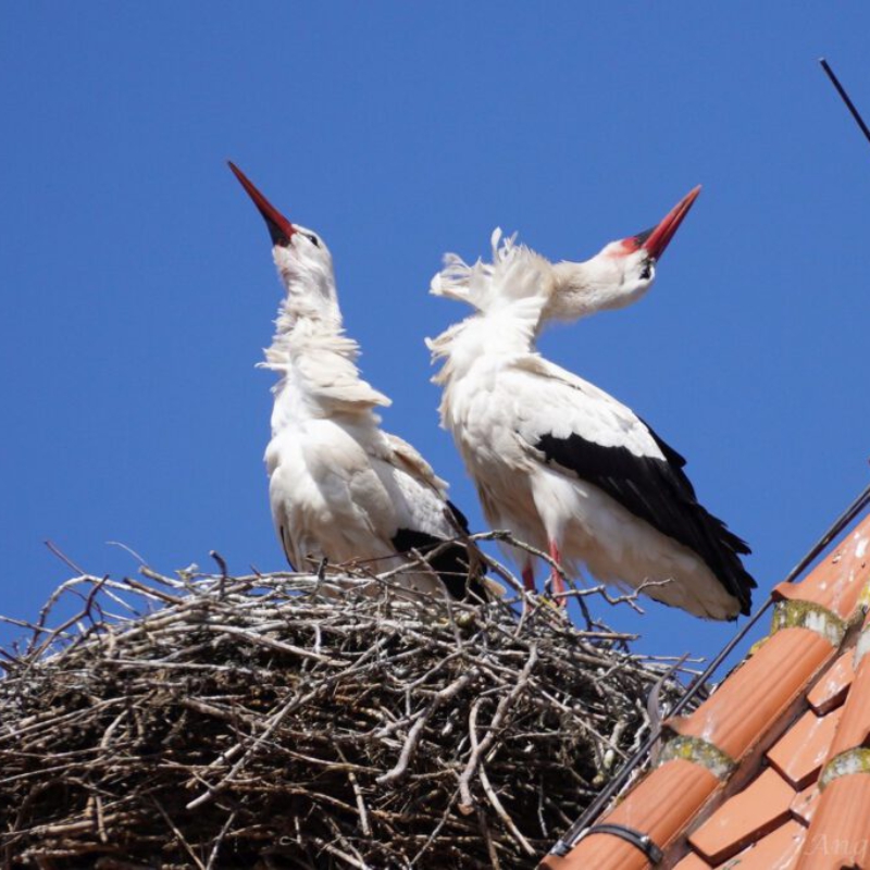 Weißstorchenpaar nistet auf einem Hausdach, (c) Angelika Nijhoff/NABU-naturgucker.de