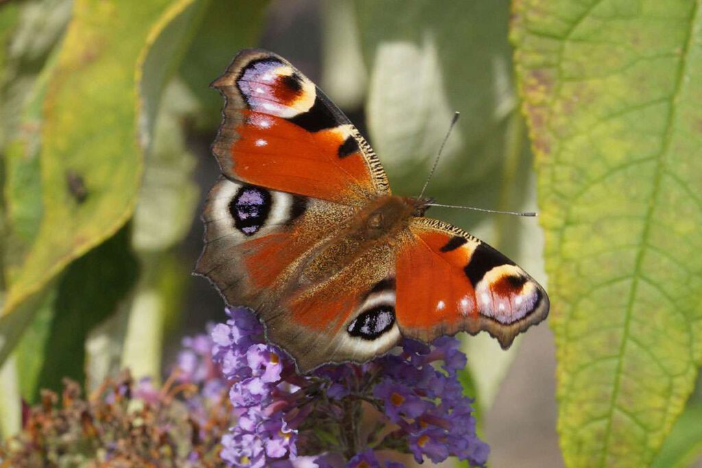 Tagpfauenauge, (c) Gaby Schulemann-Maier/NABU-naturgucker.de