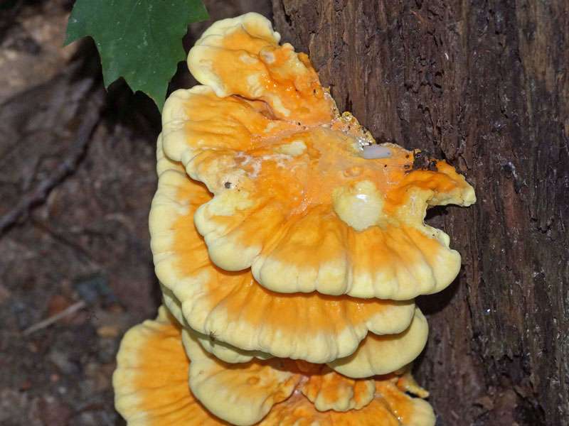 Gemeiner Schwefelporling (Laetiporus sulphureus), (c) Gaby Schulemann-Maier/NABU-naturgucker.de