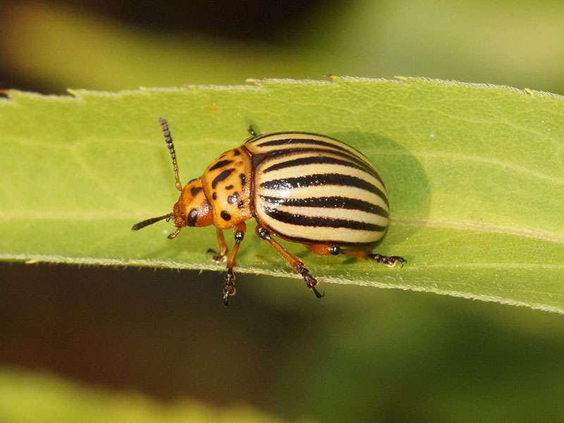 Kartoffelkäfer (Leptinotarsa decemlineata), (c) Gaby Schulemann-Maier/NABU-naturgucker.de