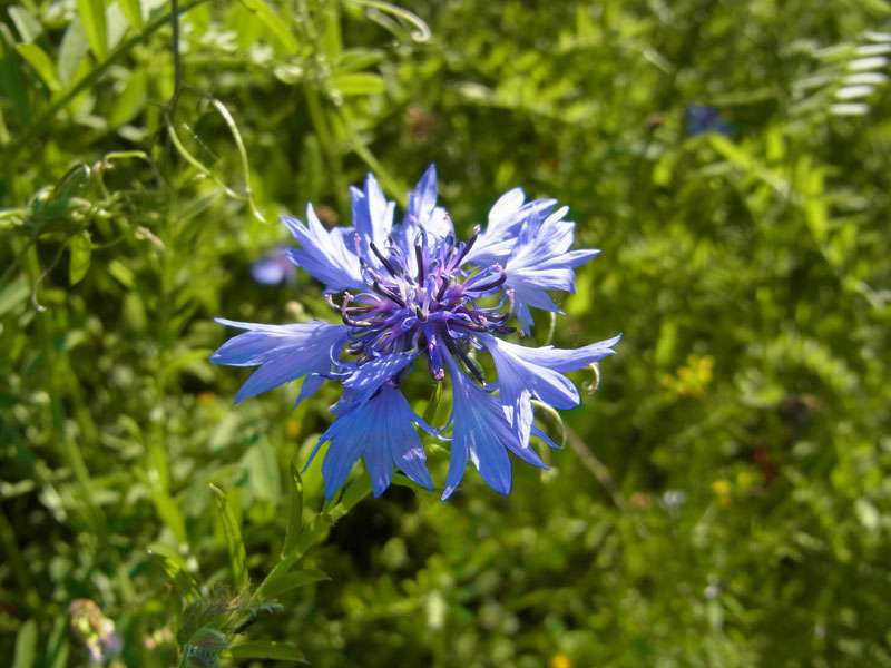 Kornblume (Centaurea cyanus), (c) Gaby Schulemann-Maier/NABU-naturgucker.de