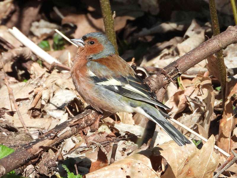 Männlicher Buchfink (Fringilla coelebs), (c) Gaby Schulemann-Maier/NABU-naturgucker.de