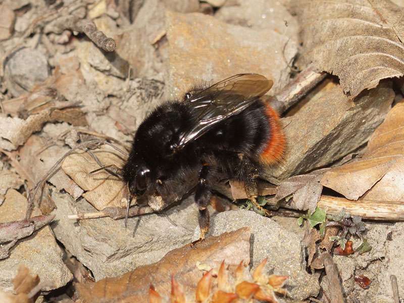 Steinhummel (Bombus lapidarius), (c) Gaby Schulemann-Maier/NABU-naturgucker.de